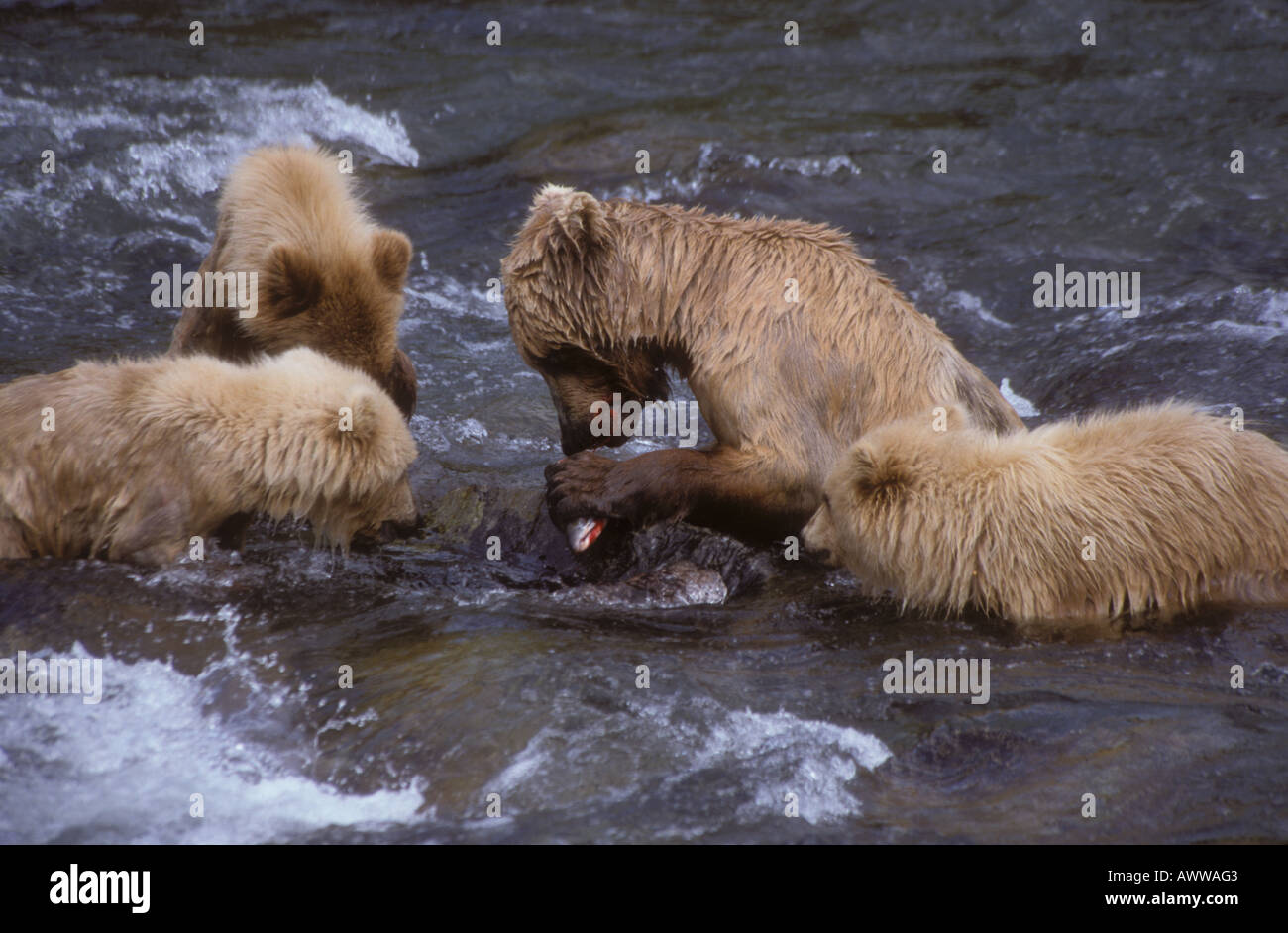 Trois oursons bown Ursus arctos mère regarder manger du saumon rouge de la rivière Brooks Katmai National Park Alaska USA Banque D'Images