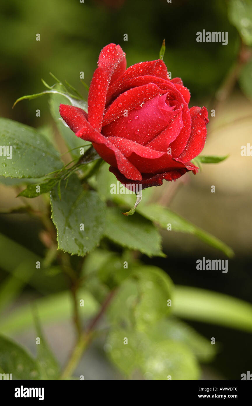 Rose couverte de gouttes de pluie Banque D'Images