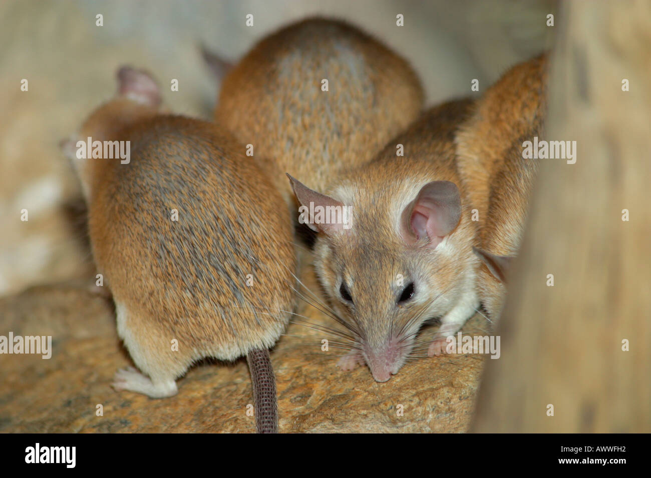 Groupe de la famille des mille et une souris épineuse (Acomys dimidiatus) Banque D'Images