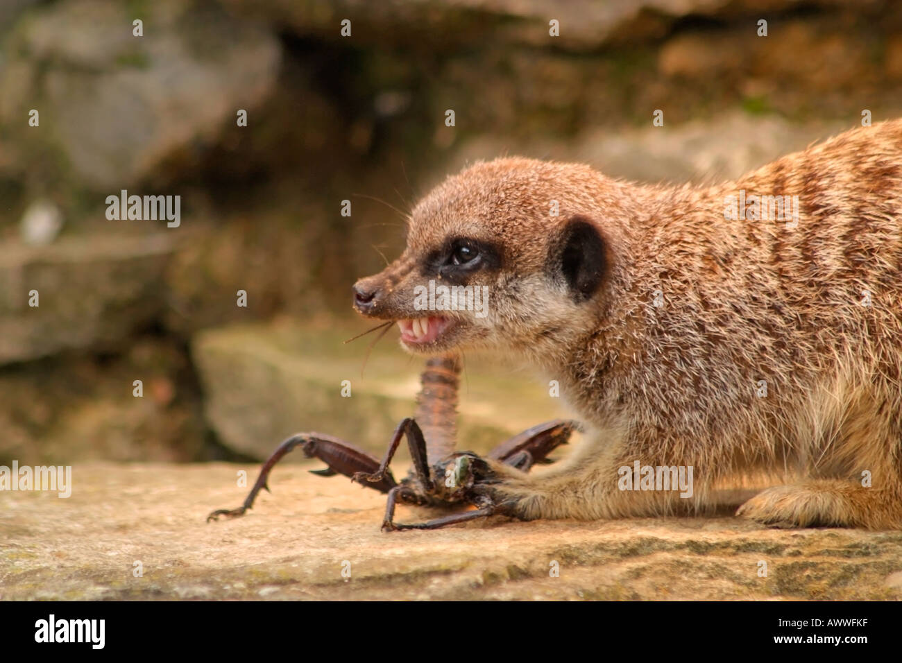 Les suricates (Suricata suricata queue) scorpion l'alimentation Banque D'Images