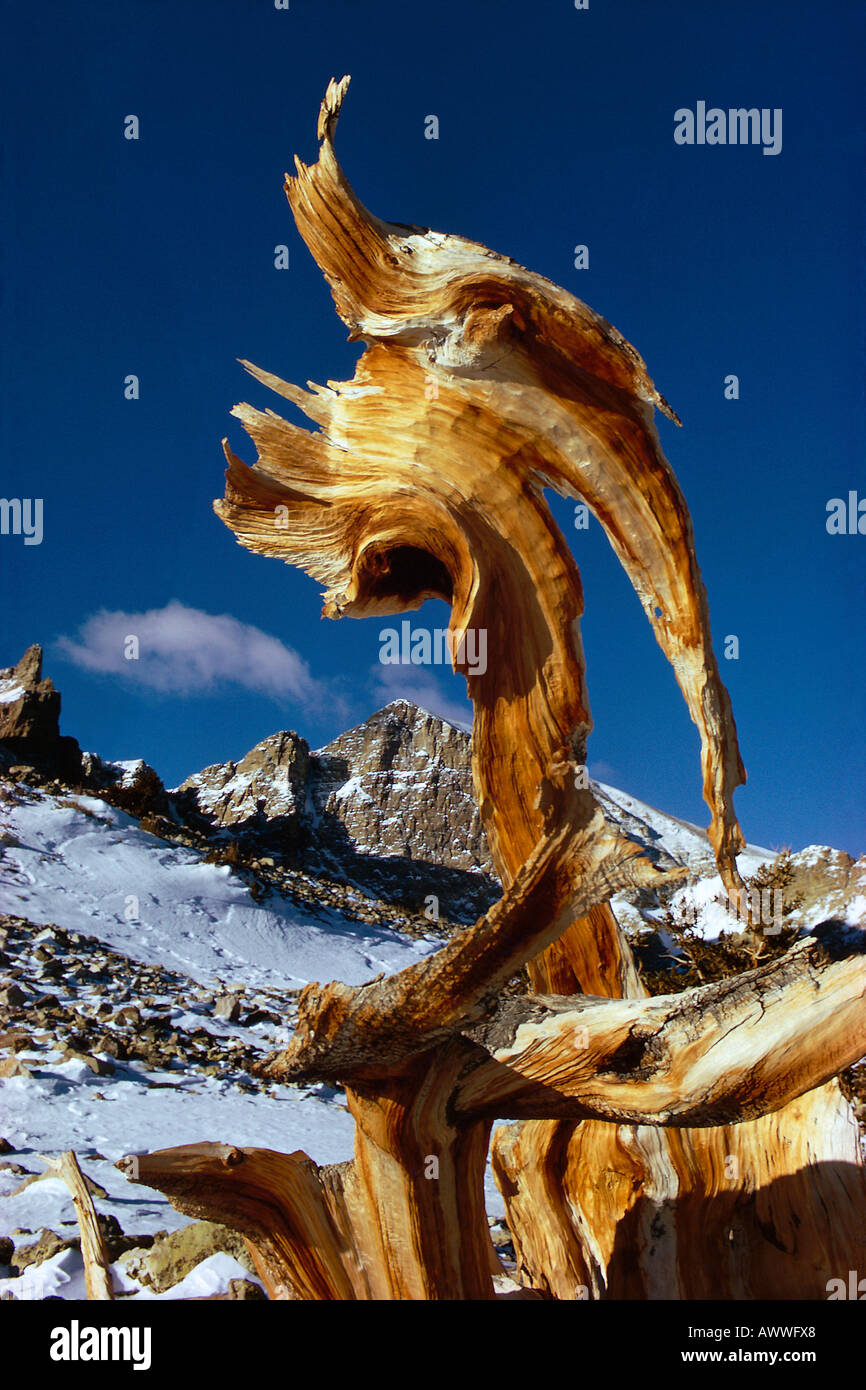 Bristlecone publier sous Wheeler Peak Gamme Serpent Nevada Banque D'Images