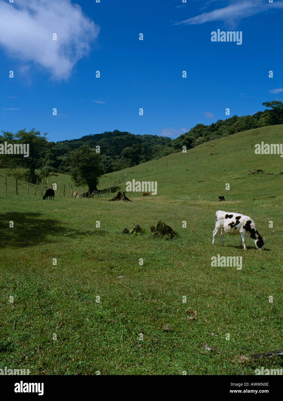 Veau Fresian pâturage sur les prairies de savane, Costa Rica Banque D'Images