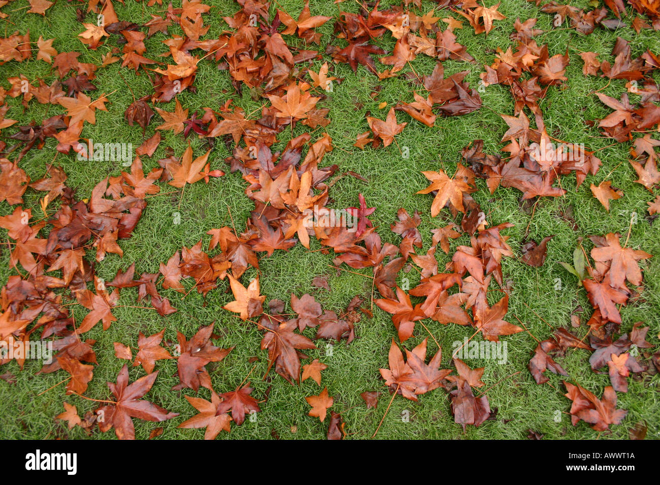 Feuilles éparses sur un patch d'herbe Banque D'Images