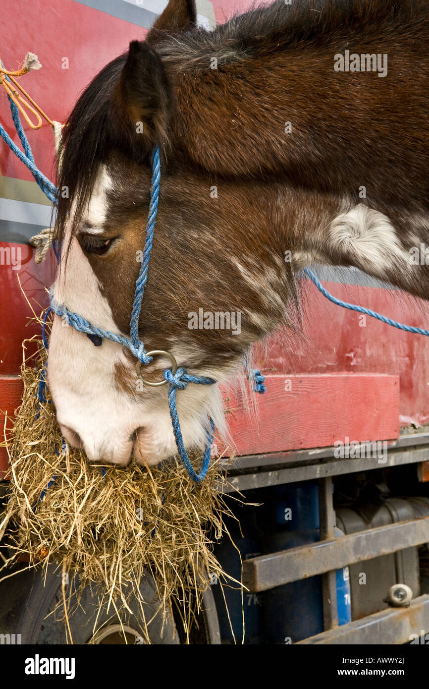 Cheval Clydesdale mangeant une botte de paille d'une remorque à la foire du cheval Inveralmond Ecosse,UK Banque D'Images