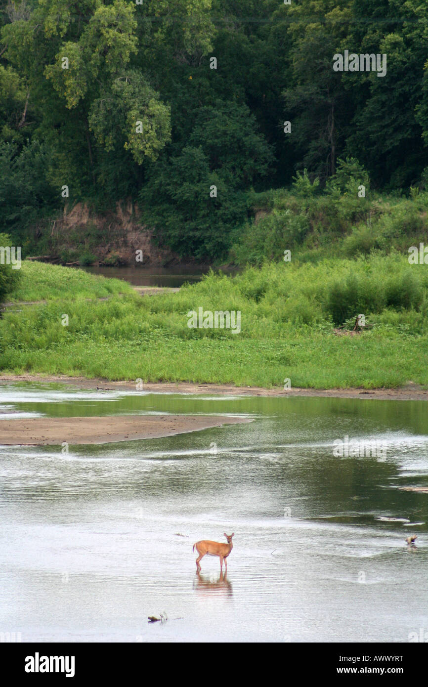 Debout cerfs dans une rivière en Iowa Banque D'Images