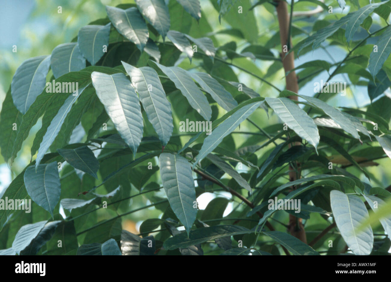 L'acajou (Swietenia macrophylla), avec des feuilles d'arbres Banque D'Images