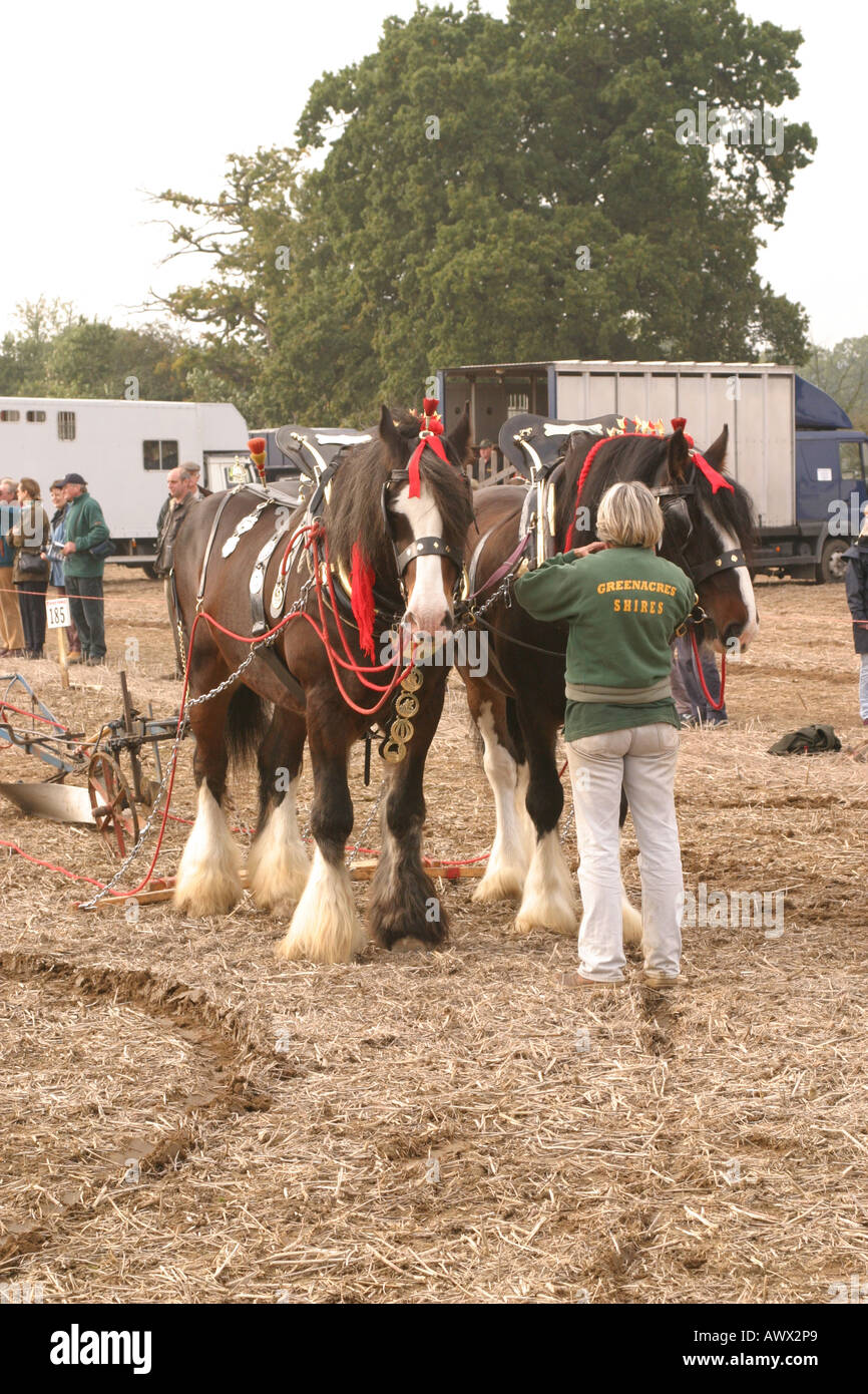 56e Championnat national de Labour britannique Loseley Park Surrey Octobre 2006 Banque D'Images