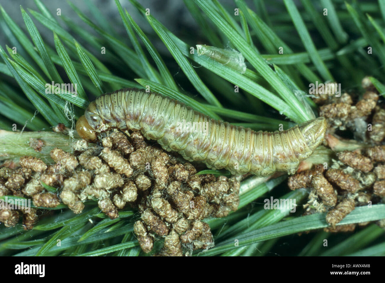Le pamphile (Acantholyda erythrocephala), Larve Banque D'Images