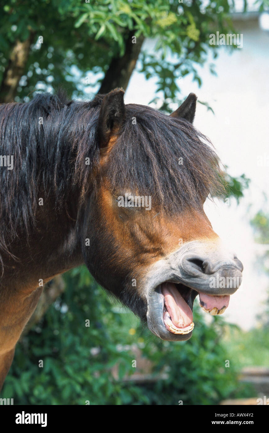 Poney Exmoor (Equus przewalskii f. caballus), les bâillements, portrait Banque D'Images