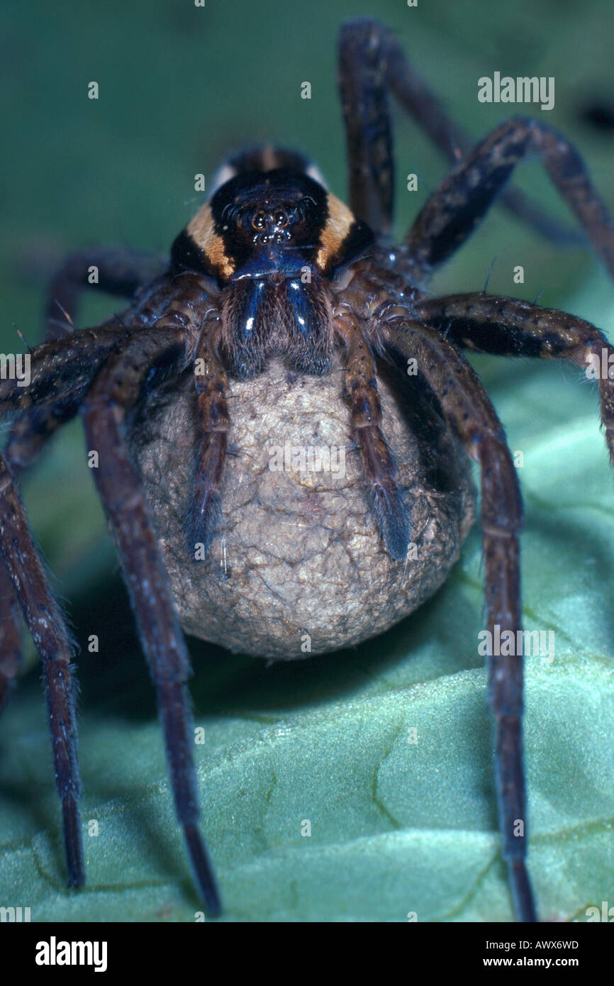 Fimbriate araignée Dolomedes fimbriatus (pêche), avec eggcocoon Banque D'Images