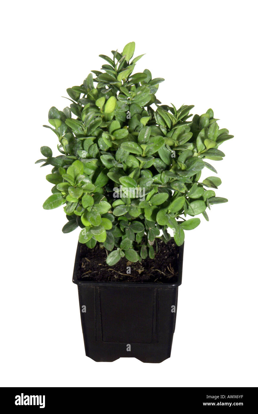 Common box, le buis (Buxus sempervirens), plante en pot Banque D'Images