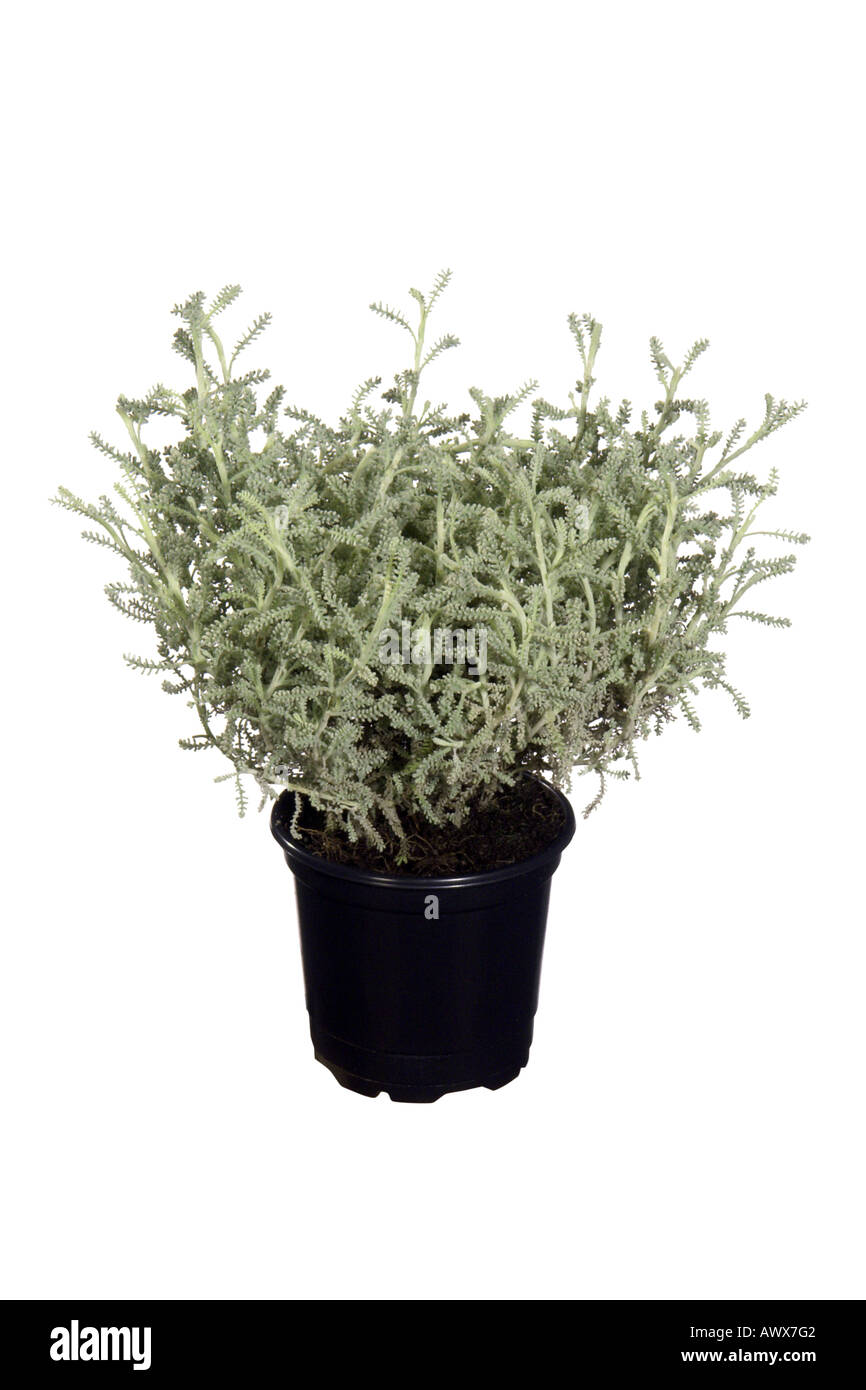 Coton lavande (Santolina chamaecyparissus), plante en pot Banque D'Images