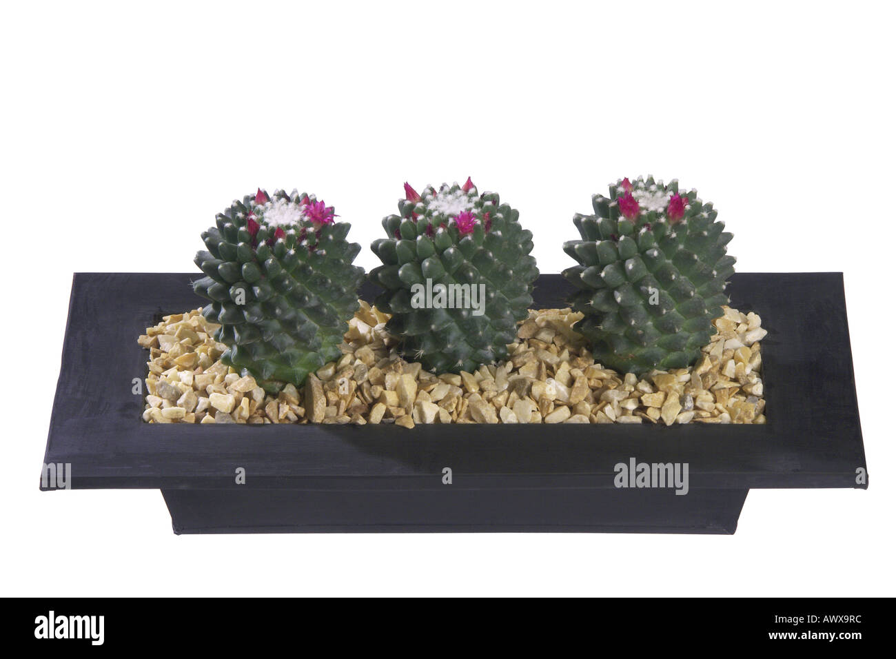 Mexican Pincushion (Mammillaria magnimamma), de plantes en pot Banque D'Images