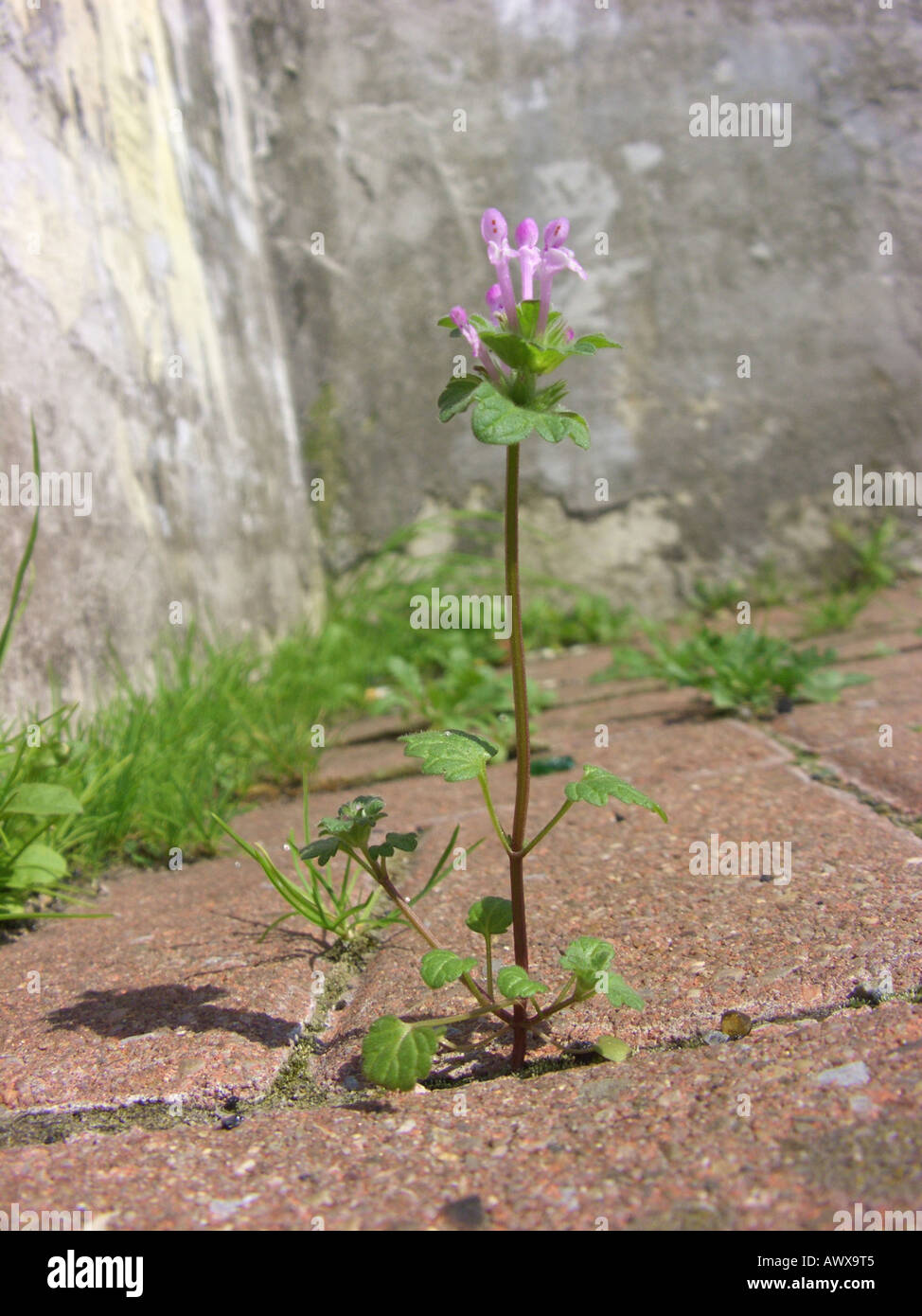 Henbit dead-nettle, commun deadnettle (Lamium amplexicaule), qui fleurit sur un trottoir, l'Allemagne, en Rhénanie du Nord-Westphalie, région de la Ruhr Banque D'Images