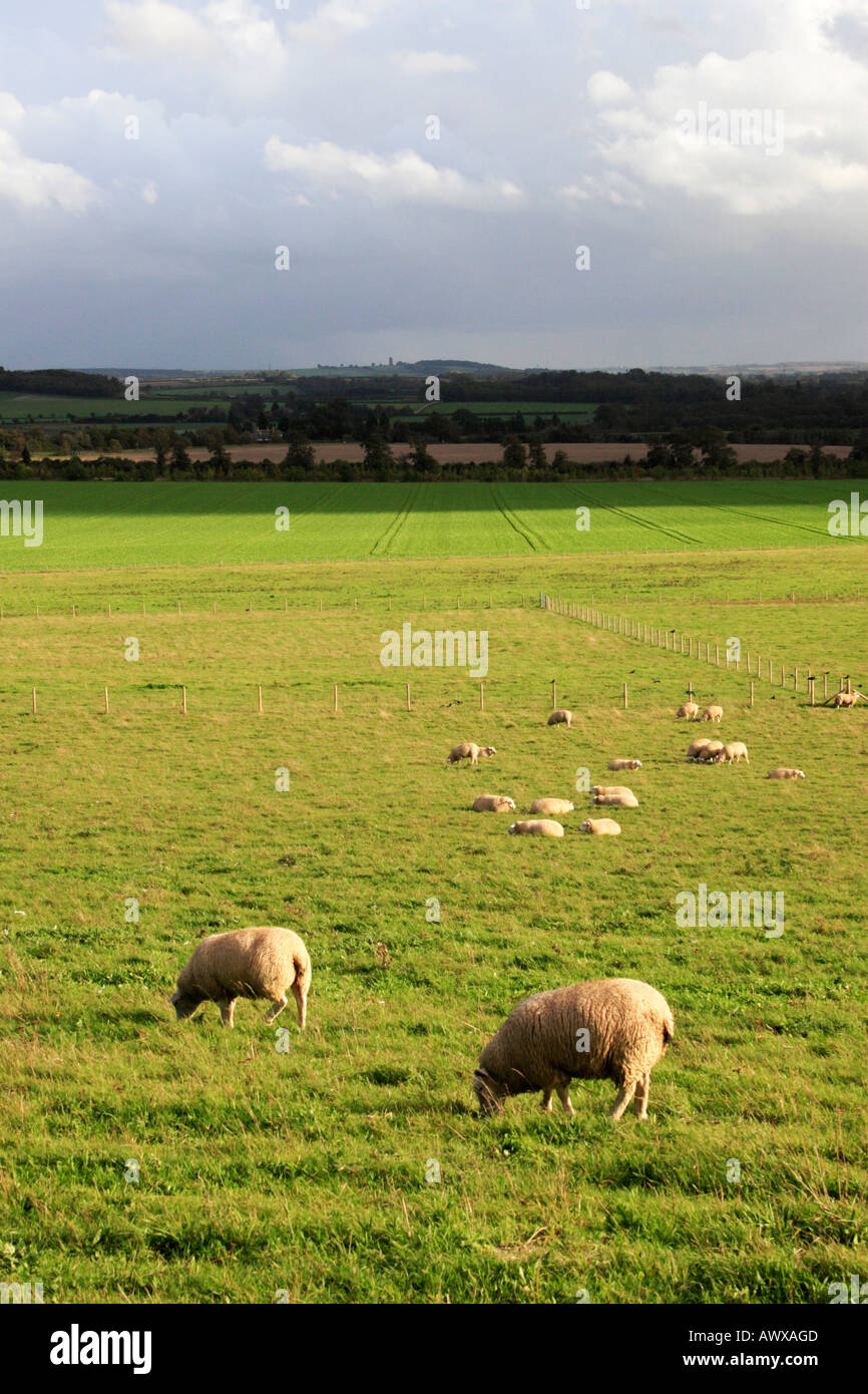 Les moutons dans les champs près de Cambridge, Angleterre. Banque D'Images