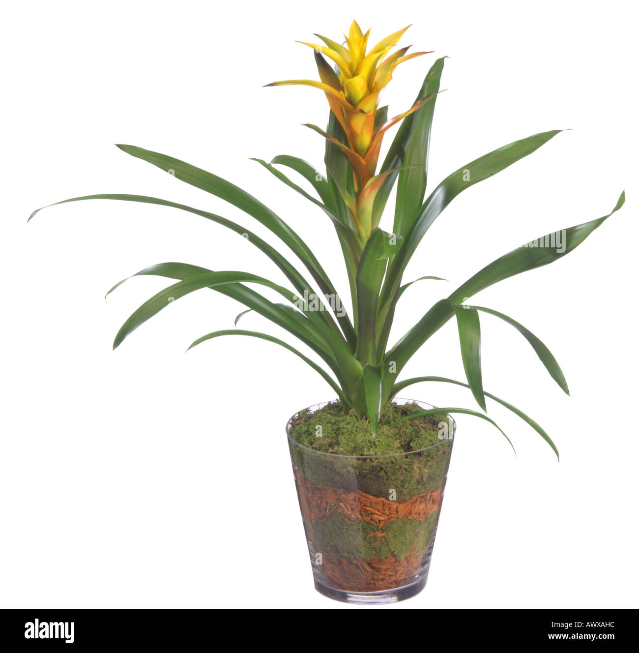 Guzmania Guzmania Hybride Hybride (), plante en pot, de la Ruhr, Bochum Banque D'Images