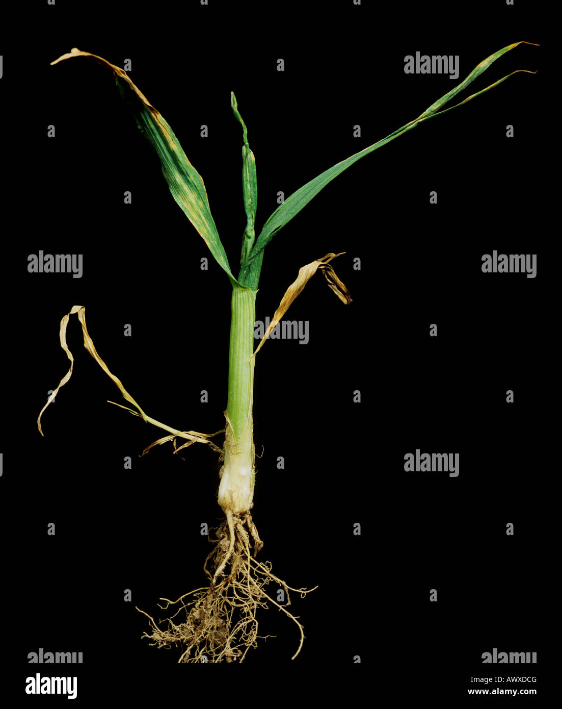 La goutte fly Chlorops pumilionis enflure d'endommager les jeunes plants de blé base de la tige Banque D'Images