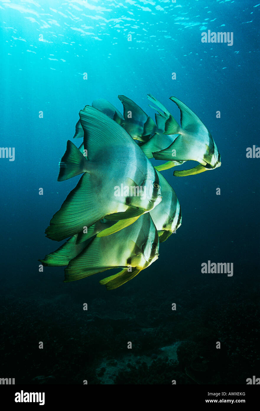 Raja Ampat, en Indonésie, l'océan Pacifique, juvénile platax Platax teira (natation) sous la surface de l'océan Banque D'Images
