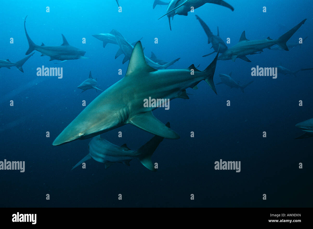 L'océan Indien, d'Aliwal Shoal, Afrique du Sud, blacktip requins (Carcharhinus limbatus) Nager dans l'océan Banque D'Images