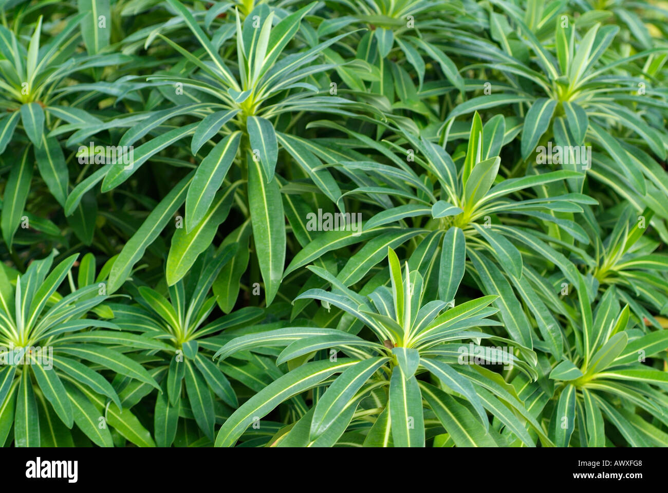 Euphorbia x pasteurii Banque D'Images