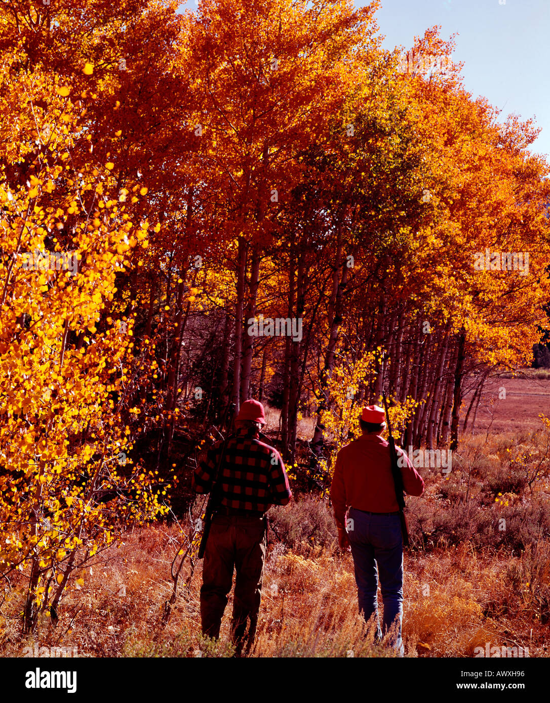 Deux chasseurs de gros gibier entrer dans un bosquet de trembles mis aux couleurs de l'Automne doré Banque D'Images