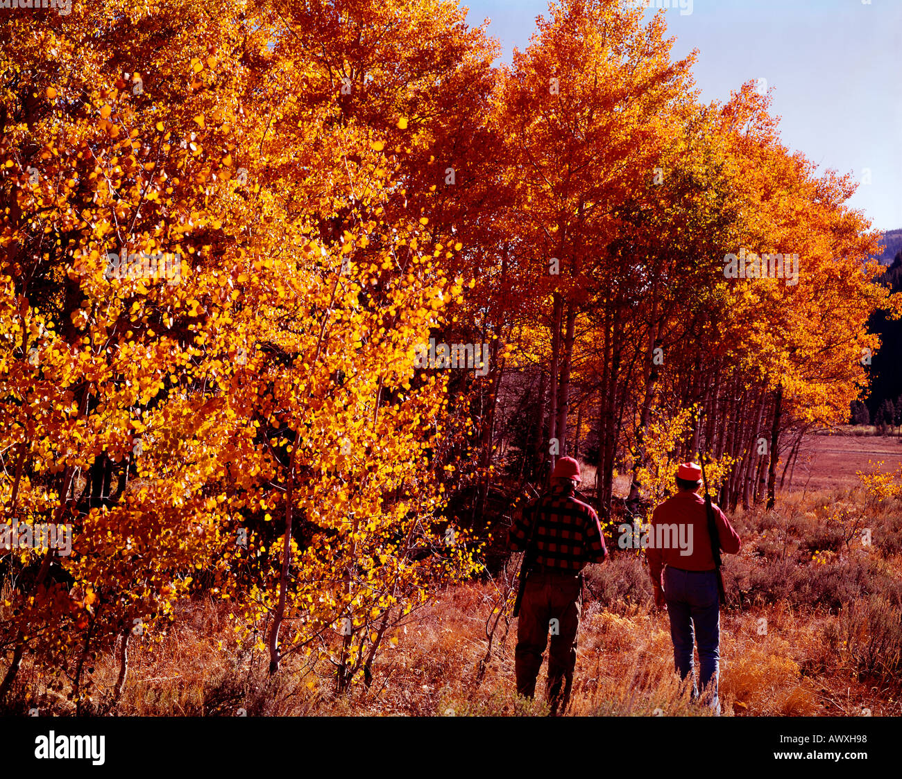 Deux chasseurs de gros gibier entrer dans un bosquet de trembles mis aux couleurs de l'Automne doré Banque D'Images