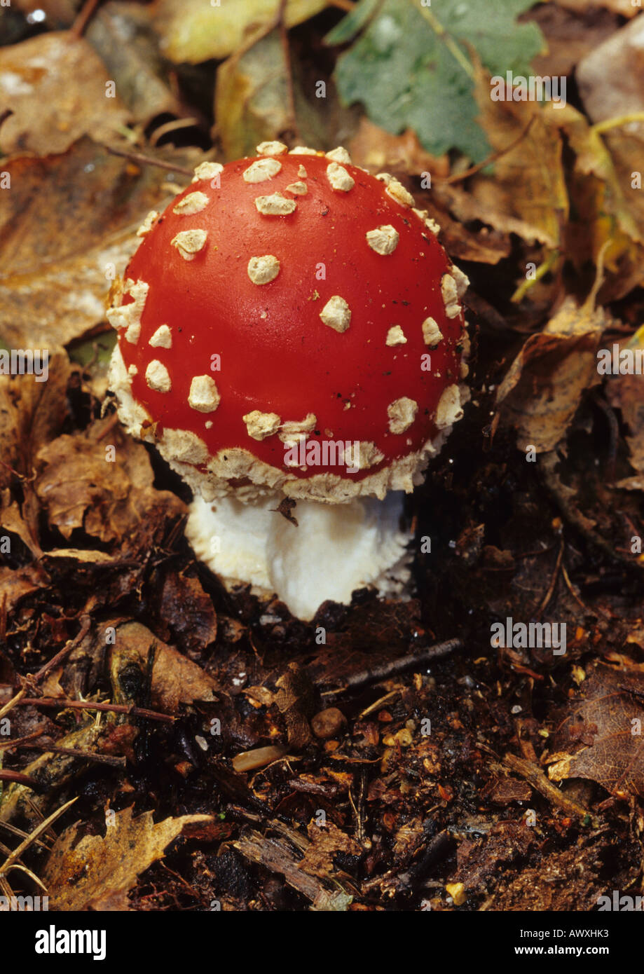 Agaric Fly (Amanita muscaria) dans la région de Suffolk Uk Banque D'Images