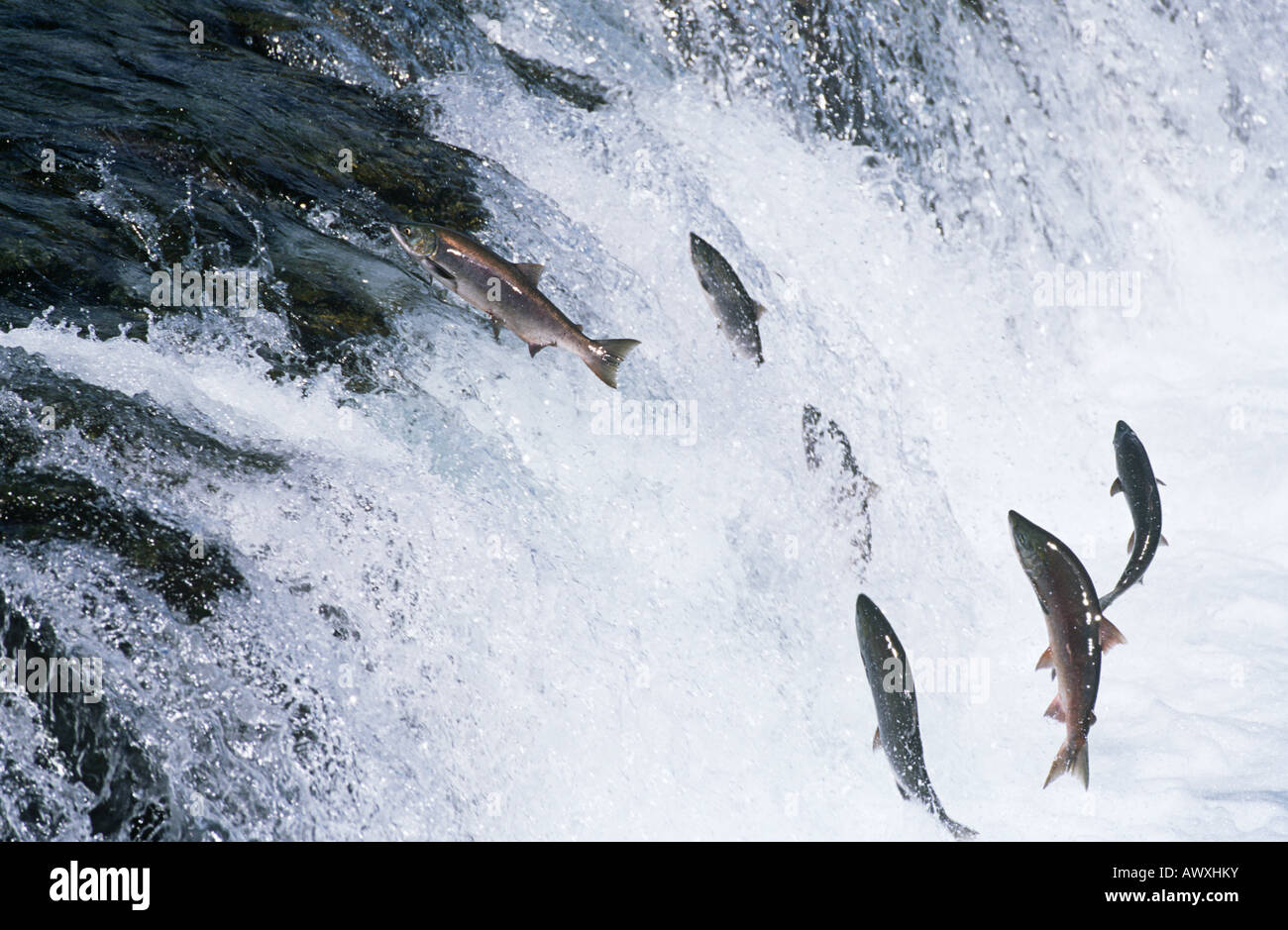 Groupe de saut du saumon en rivière en amont Banque D'Images