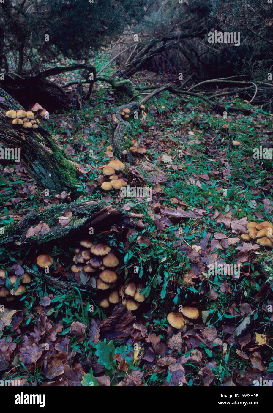 Champignon dans la forêt dans le Suffolk Uk Banque D'Images