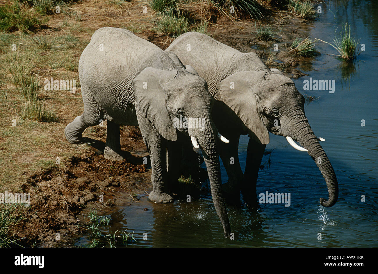 La Namibie, Deux Éléphants brousse africaine l'eau potable de la rivière, elevated view Banque D'Images