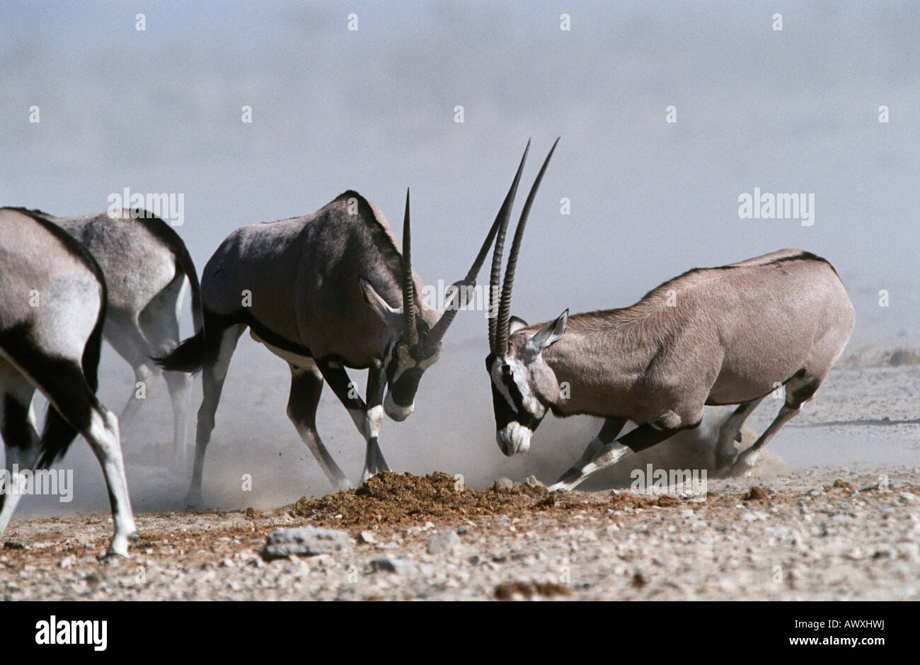 La Namibie, d'Etosha, Oryx combats Banque D'Images