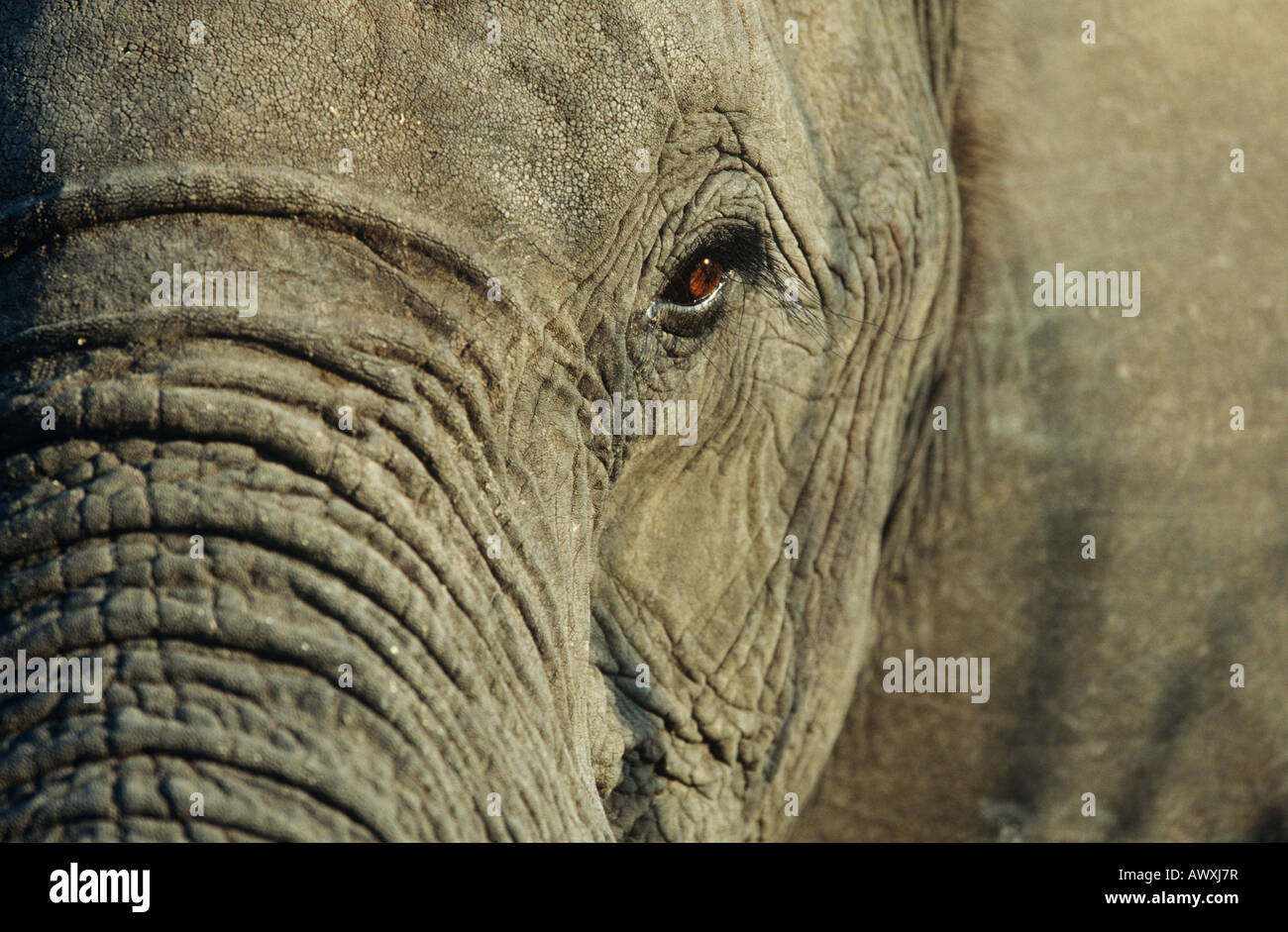 Close-up of African Elephant (Loxodonta africana), selective focus Banque D'Images