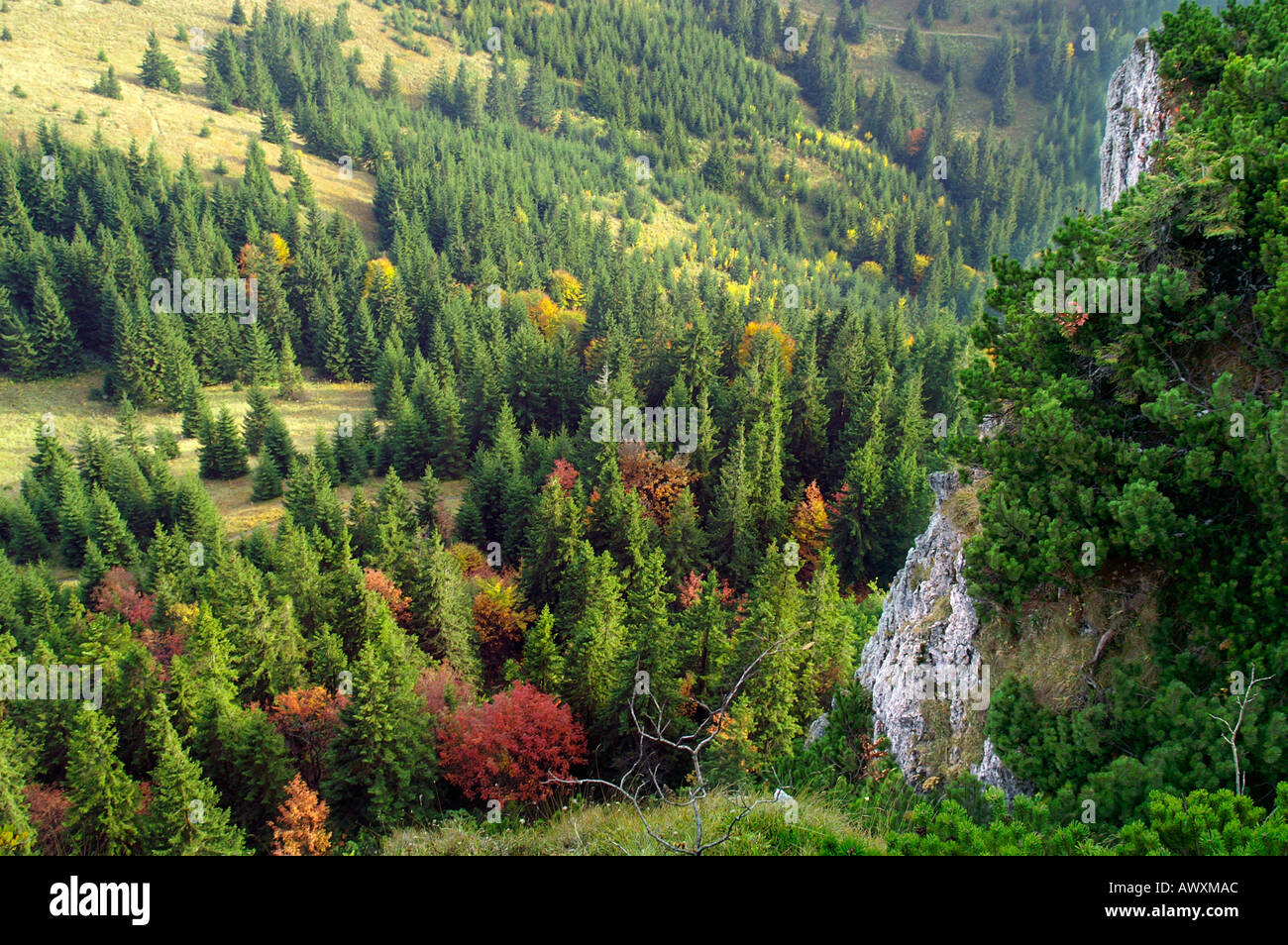 Falaises de Maly Rozsutec, montagne plage Mala Fatra, automne, Slovaquie Banque D'Images