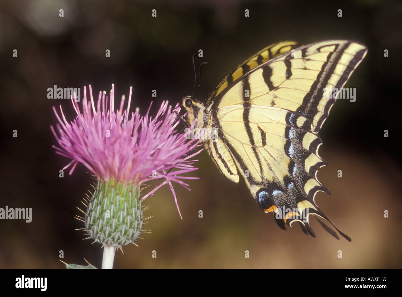 À deux queues, papillon du machaon Papilio multicaudata, l'alimentation à partir de la fleur de chardon. Banque D'Images