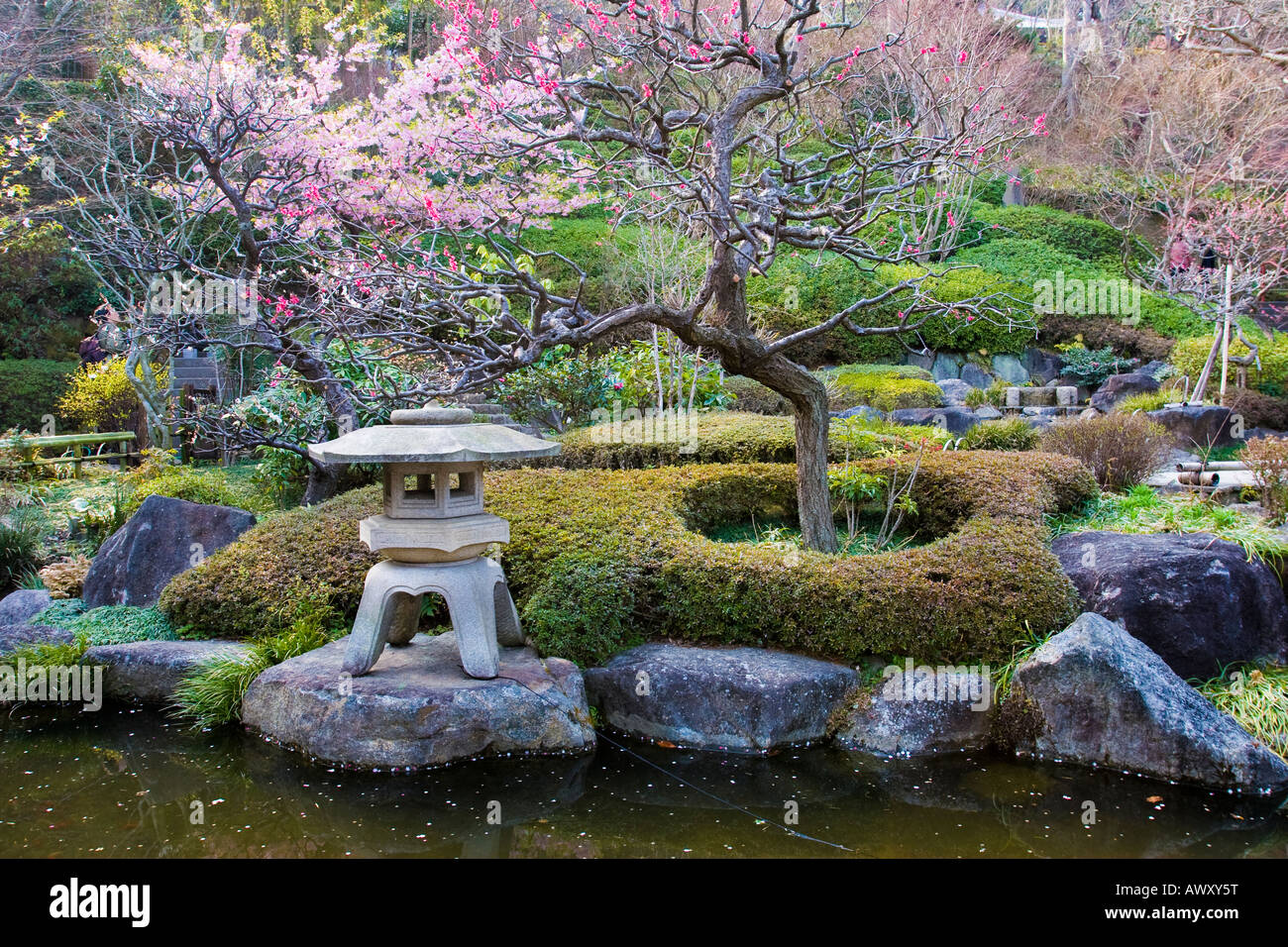 Jardin japonais avec la floraison des pruniers et de la lanterne de pierre temple bouddhiste Hasedera Japon Kamakura Banque D'Images