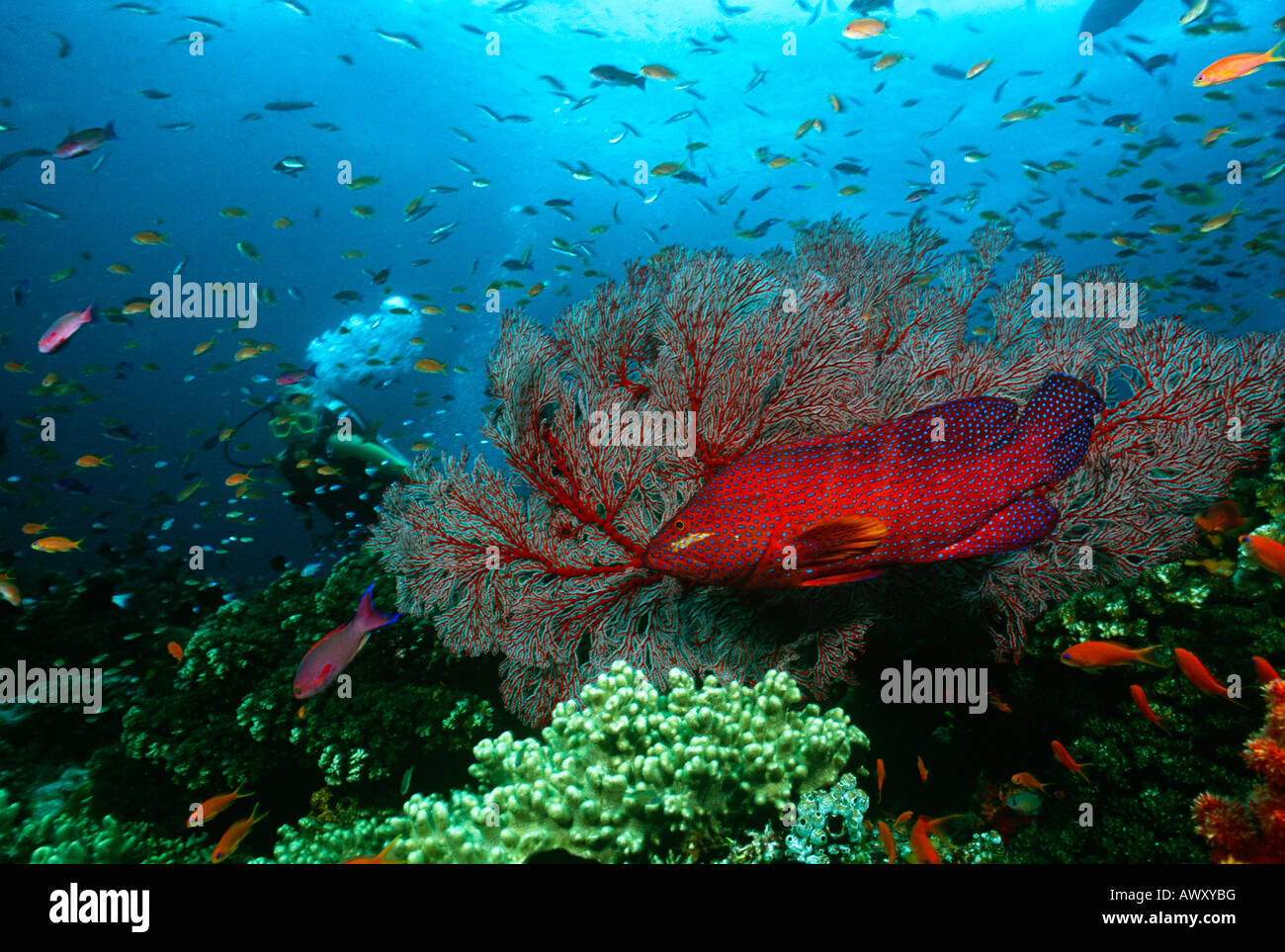 Scuba Diver, Les loches et banc de poissons sur les récifs coralliens Banque D'Images