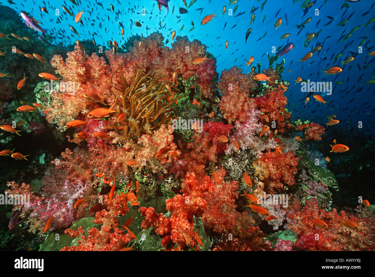 La mer de l'école parmi les coraux mous goldies Banque D'Images