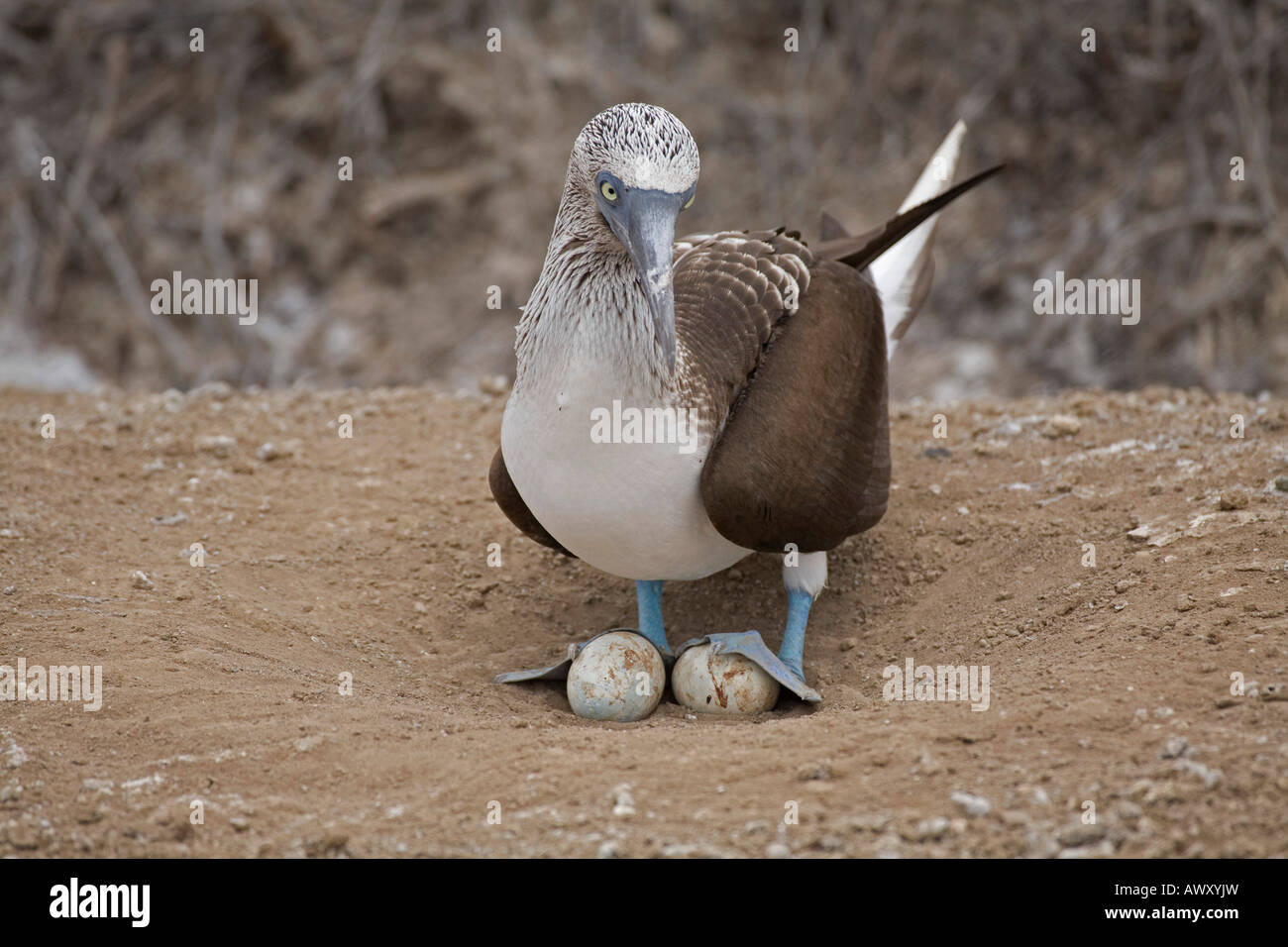 Femelle Bleue pieds rouges l'Équateur d'oiseaux nichent sur l'Amérique du Sud, l'imbrication avec 2 œufs sous les pieds, web Banque D'Images