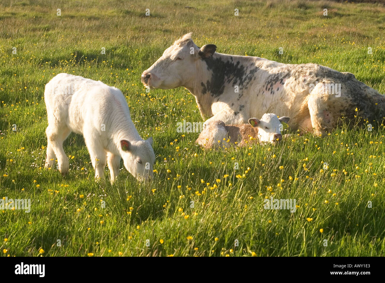 dh vache et veaux BOVINS Royaume-Uni vaches de boeuf couché champ d'herbe de buttercup avec jeune veau un veau paître mignon élevage nouveau-né Banque D'Images