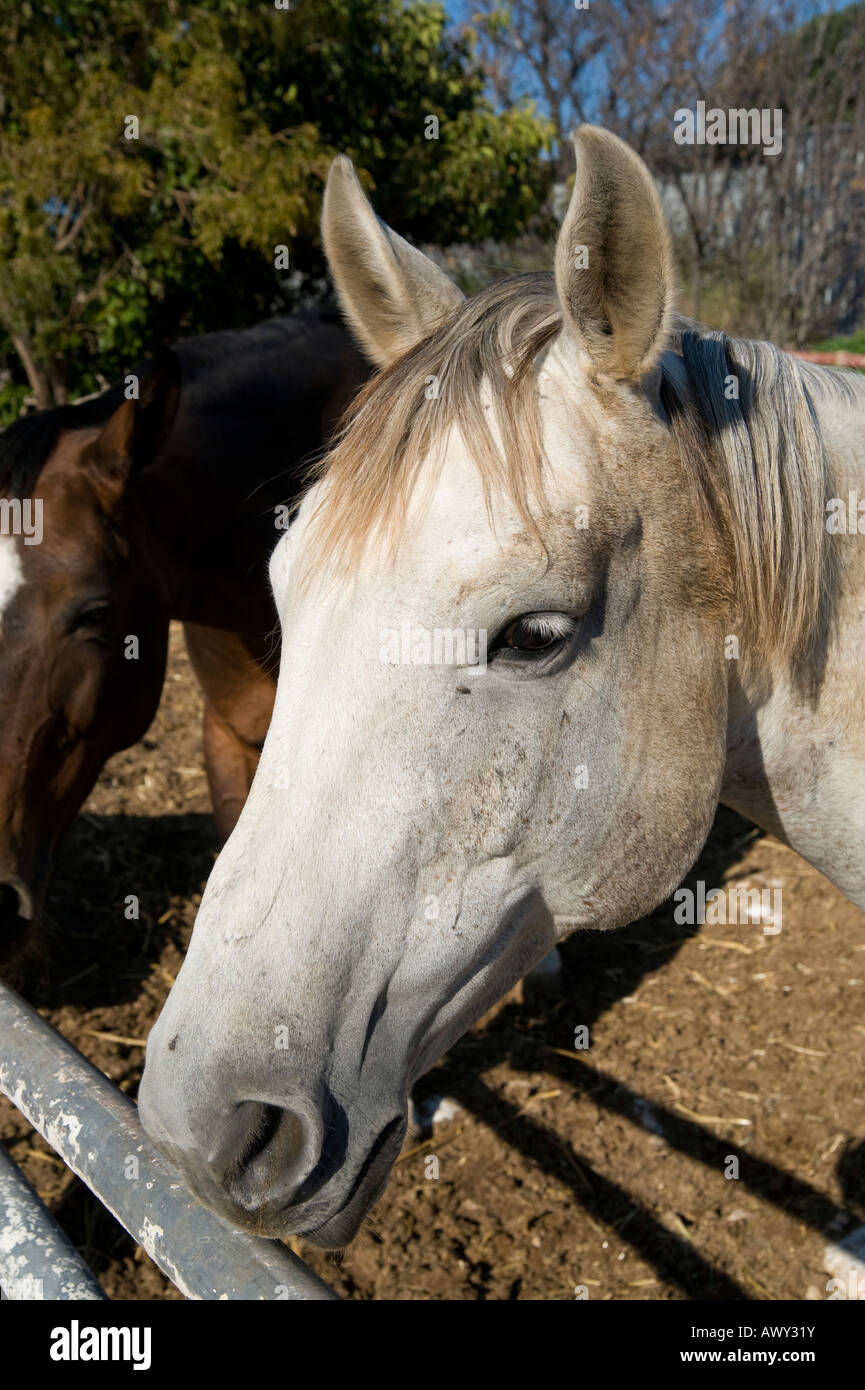 Cheval Blanc Dans Un Corral Sans Le Mors Close Up De La Tete Photo Stock Alamy