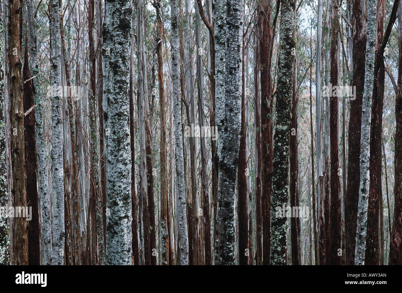Les troncs des arbres Eucalyptus Frêne de montagne Banque D'Images