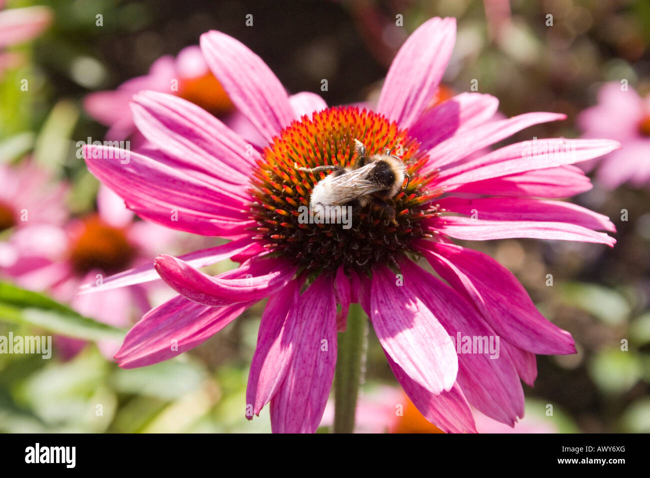 Sur la floraison de bourdons échinacée Banque D'Images