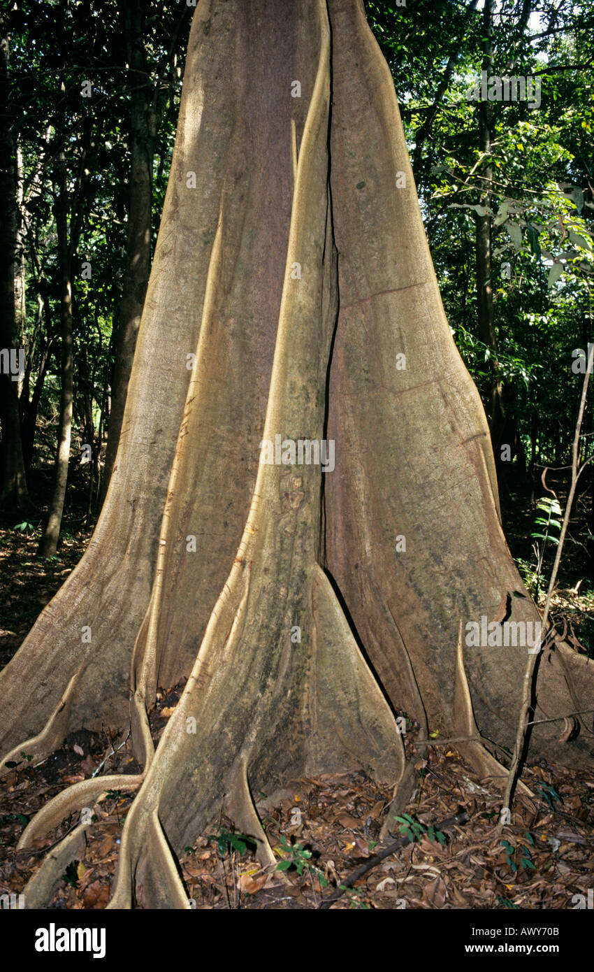 Tree jungle amazonienne au Brésil Banque D'Images