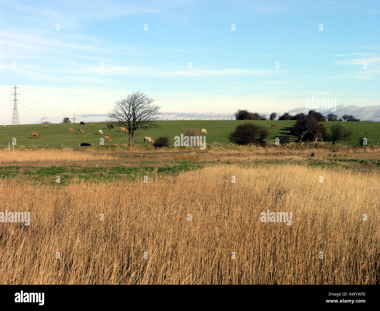 L'amélioration des pâturages répond aux roseaux sur l'estuaire de la rivière Wyre dans le Lancashire Banque D'Images