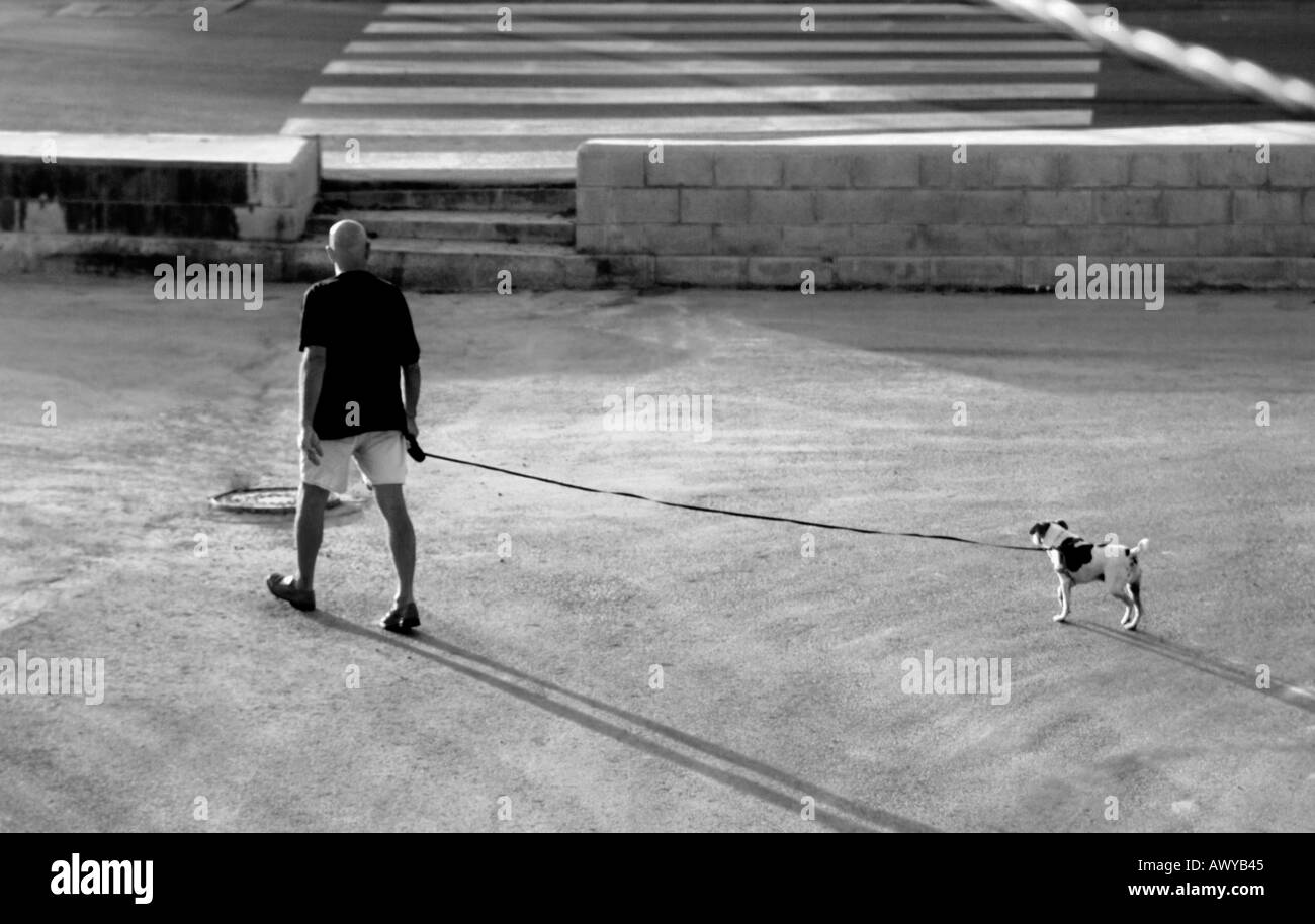 Man Walking dog sur matin ensoleillé lumineux Banque D'Images