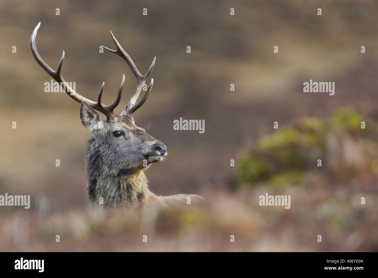 Pris dans Alladale Wilderness Reserve. Banque D'Images