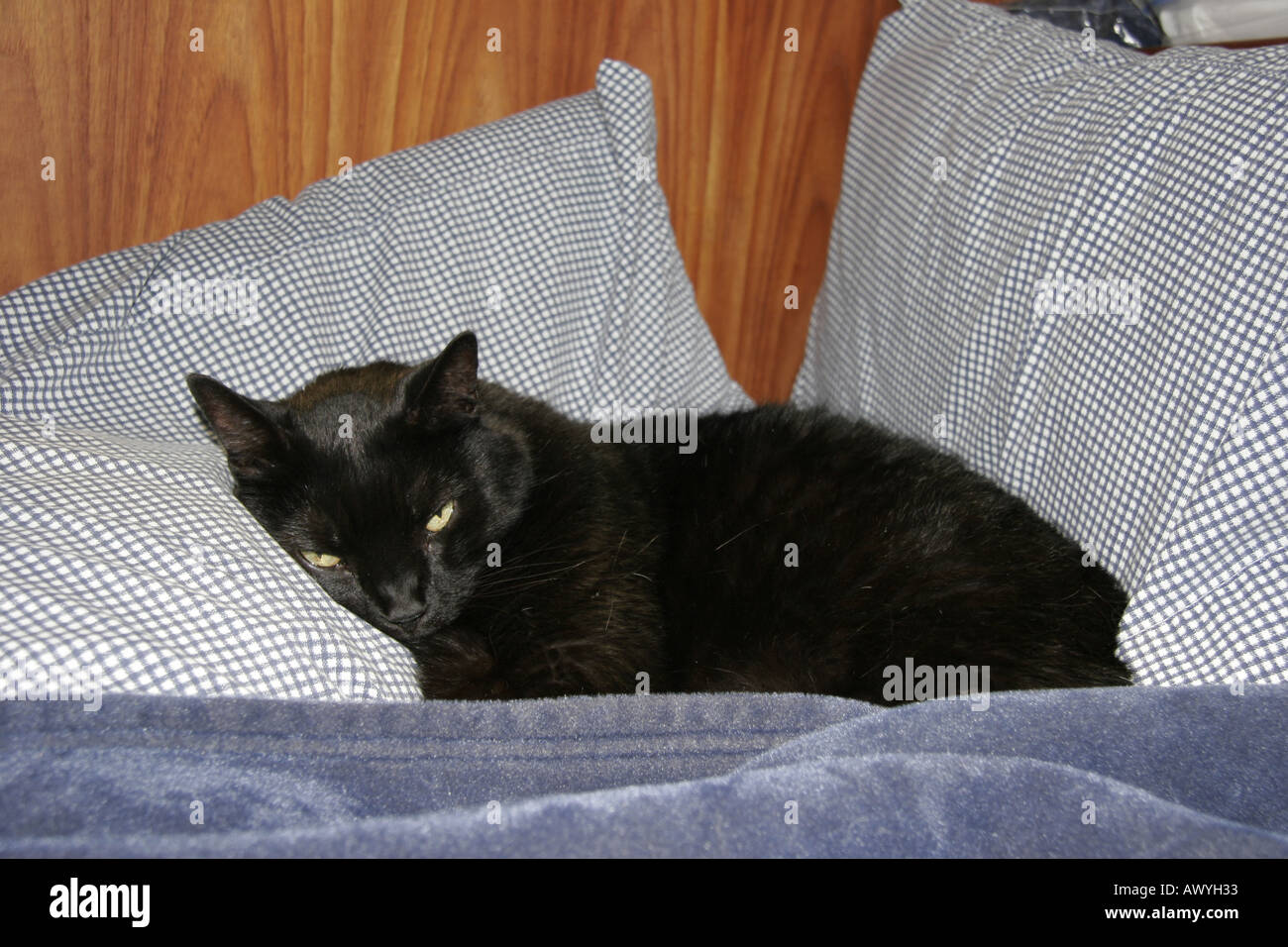 Chat dans une couchette Banque D'Images
