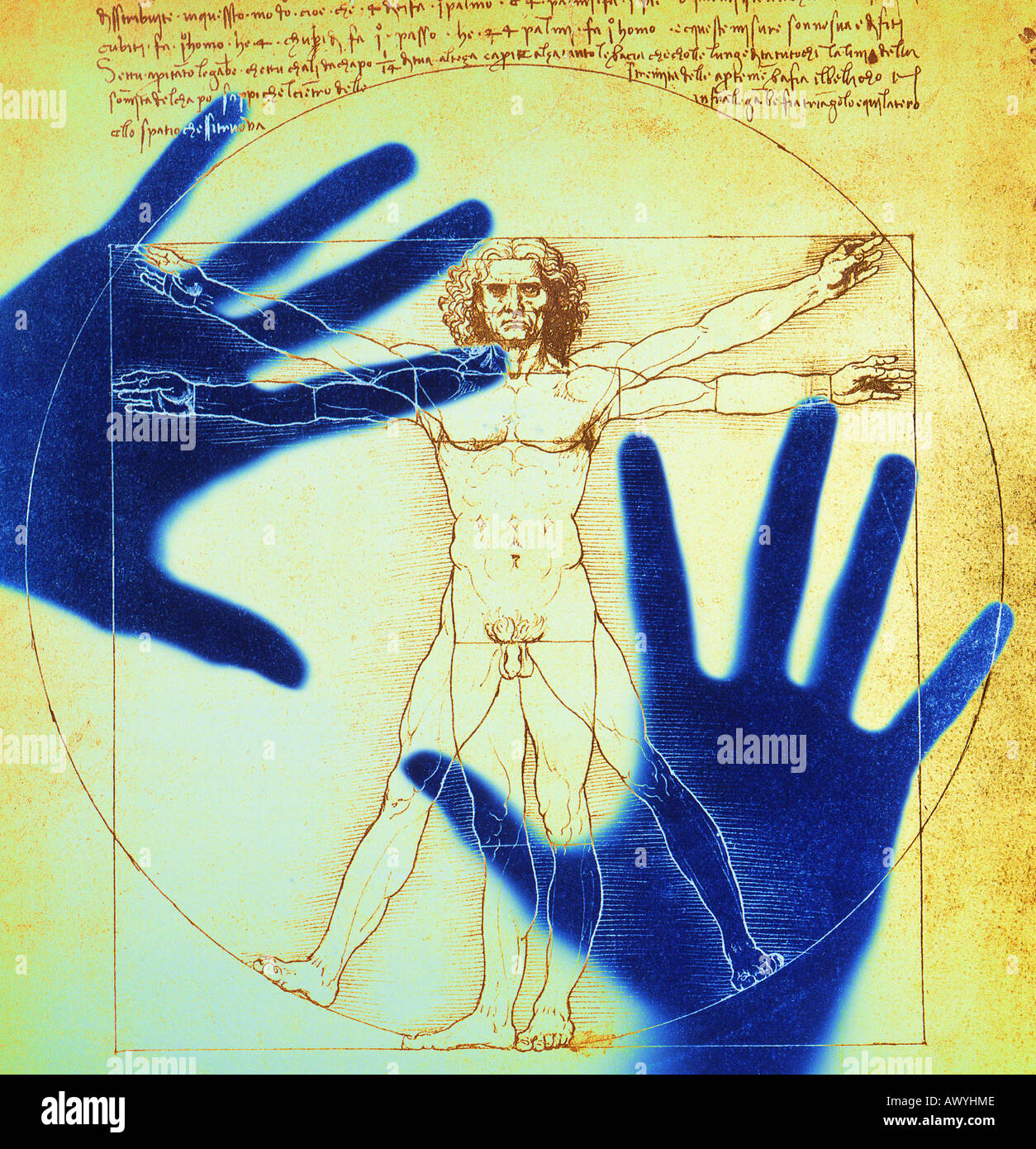 Les deux mains sur une affiche de l'homme de Vitruve croquis de Léonard de Vinci Banque D'Images