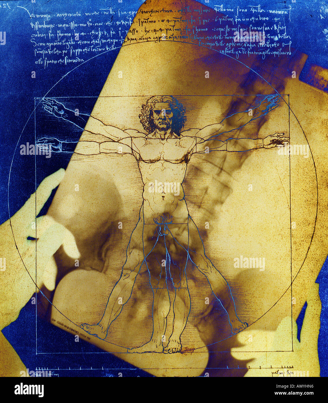 Female doctor holding x-ray sur une affiche de l'homme de Vitruve croquis de Léonard de Vinci Banque D'Images