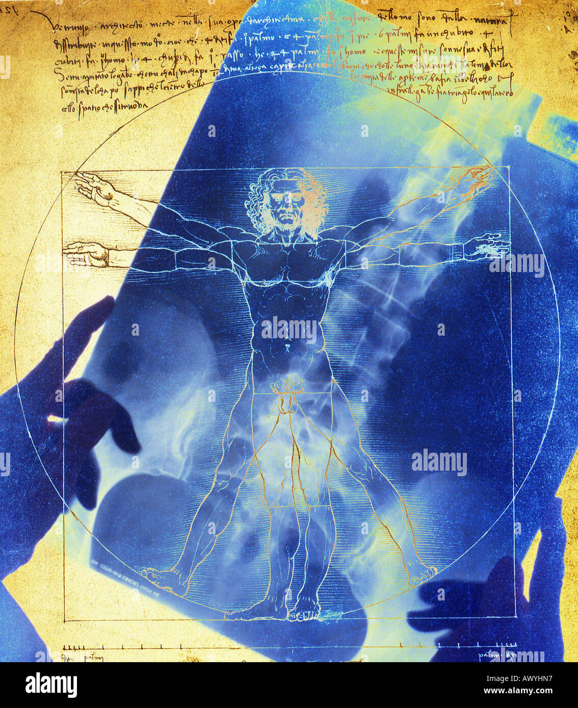 Female doctor holding x-ray sur une affiche de l'homme de Vitruve croquis de Léonard de Vinci Banque D'Images